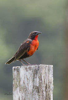 Sturnella militaris  Red-breasted blackbird,Sturnella militaris