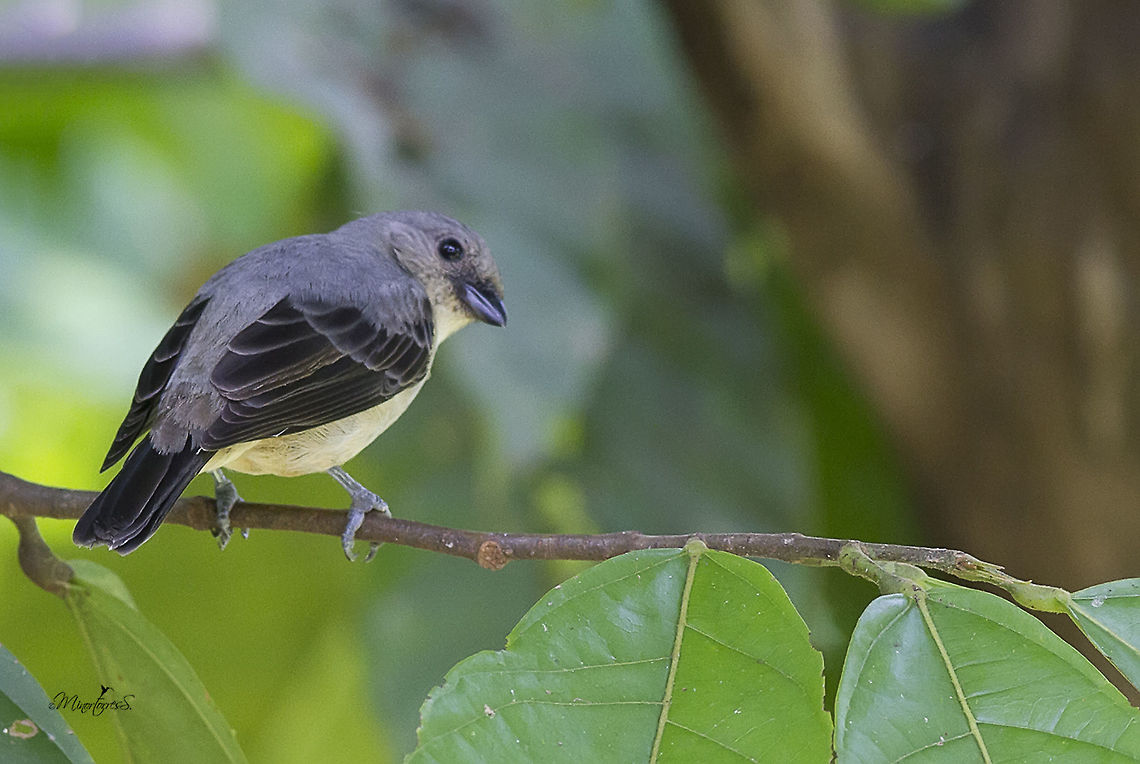 Tangara inornata  Plain-coloured tanager,Tangara inornata