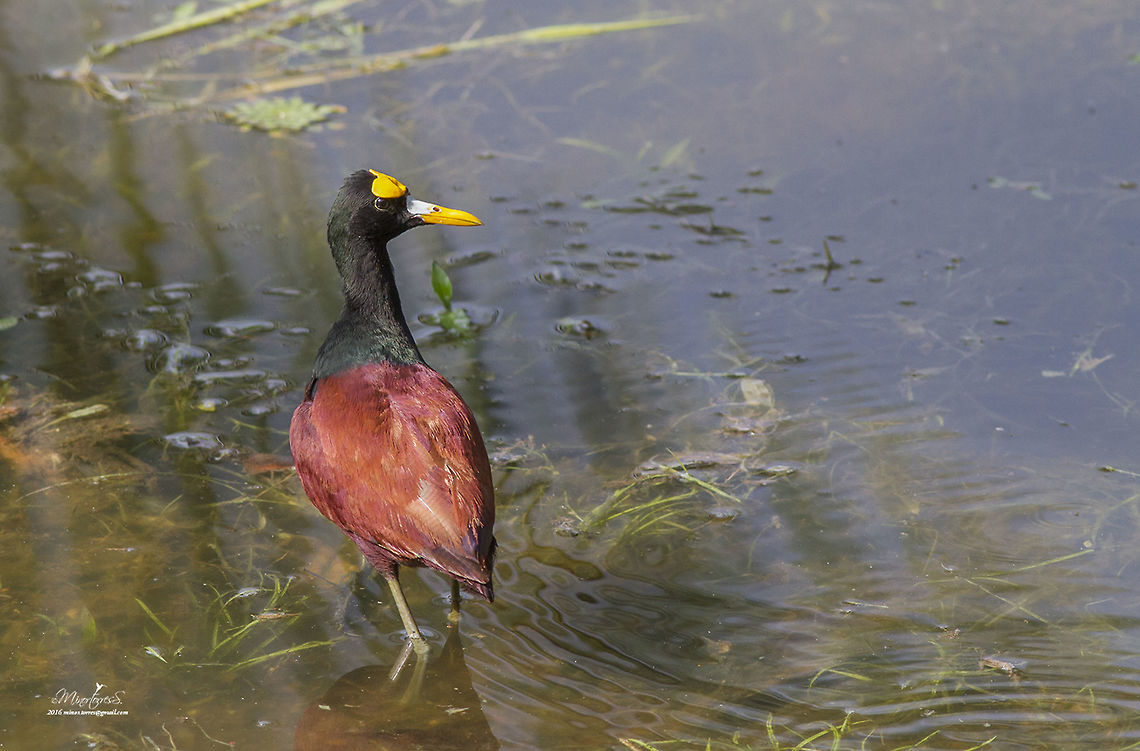 Jacana spinosa  Jacana spinosa,Northern Jacana