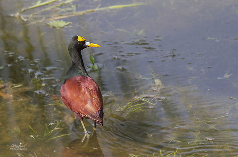 Jacana spinosa  Jacana spinosa,Northern Jacana