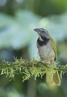 Saltator maximus  Buff-throated saltator,Saltator maximus