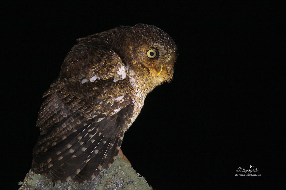 Megascops clarkii  Bare-shanked screech owl,Megascops clarkii
