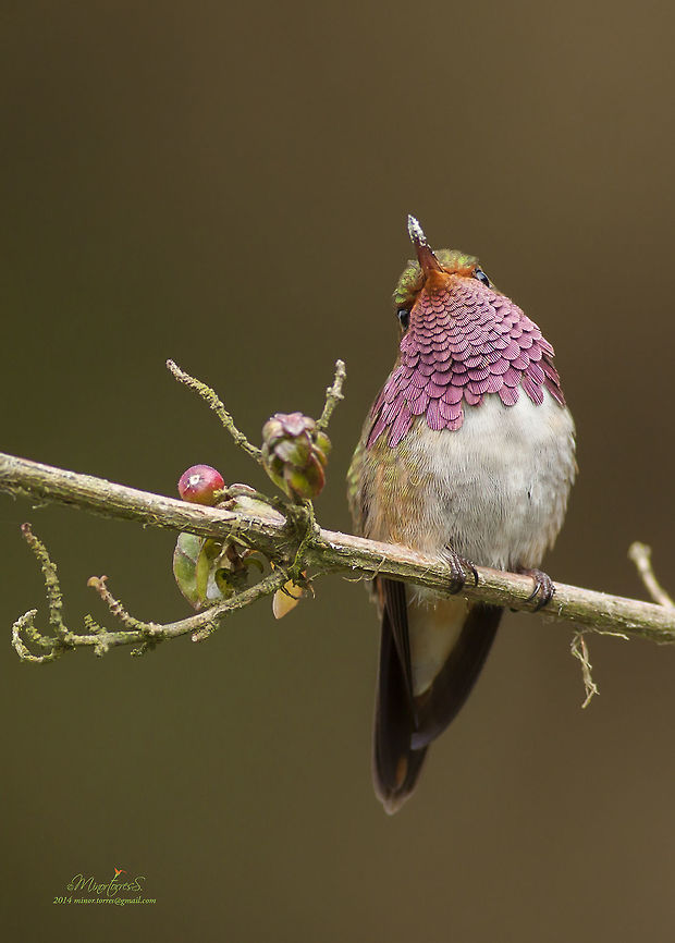 Selasphorus flammula  Selasphorus flammula,Volcano hummingbird