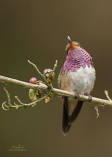 Selasphorus flammula  Selasphorus flammula,Volcano hummingbird