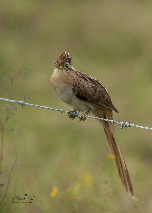 Tapera naevia  Striped cuckoo,Tapera naevia