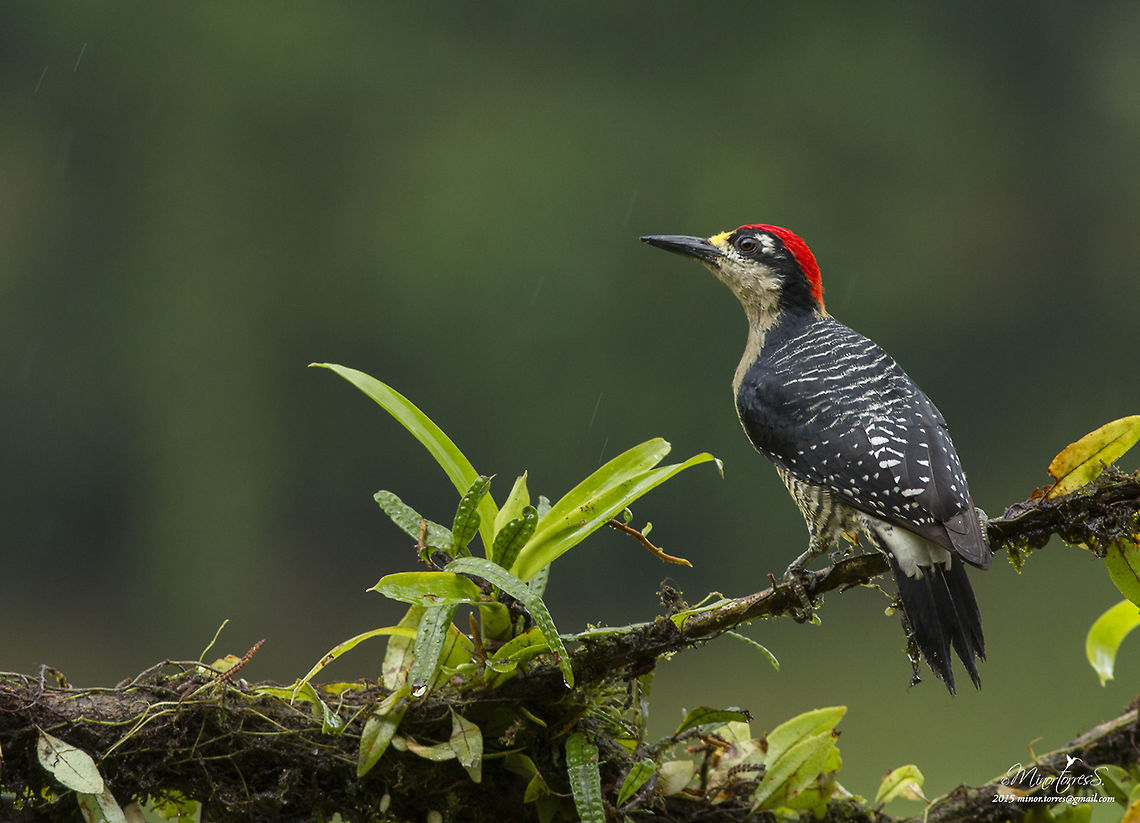 Melanerpes pucherani  Black-cheeked woodpecker,Melanerpes pucherani