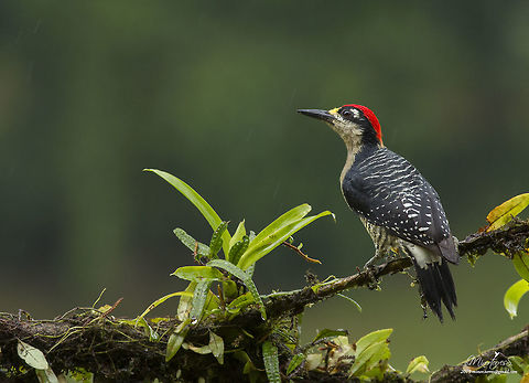Melanerpes pucherani Black-cheeked woodpecker,Melanerpes pucherani