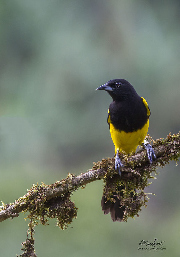 Icterus prosthemelas  Black-cowled oriole,Icterus prosthemelas