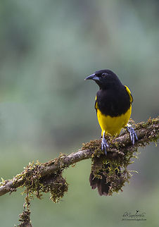 Black-cowled oriole