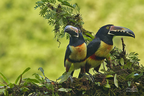 Pteroglossus torquatus  Collared aracari,Pteroglossus torquatus