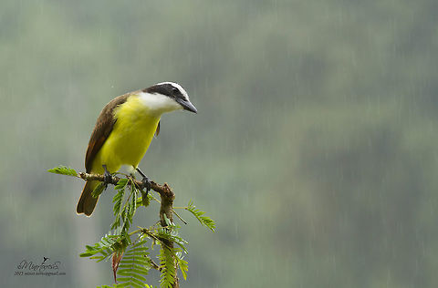 Pitangus sulphuratus  Great kiskadee,Pitangus sulphuratus