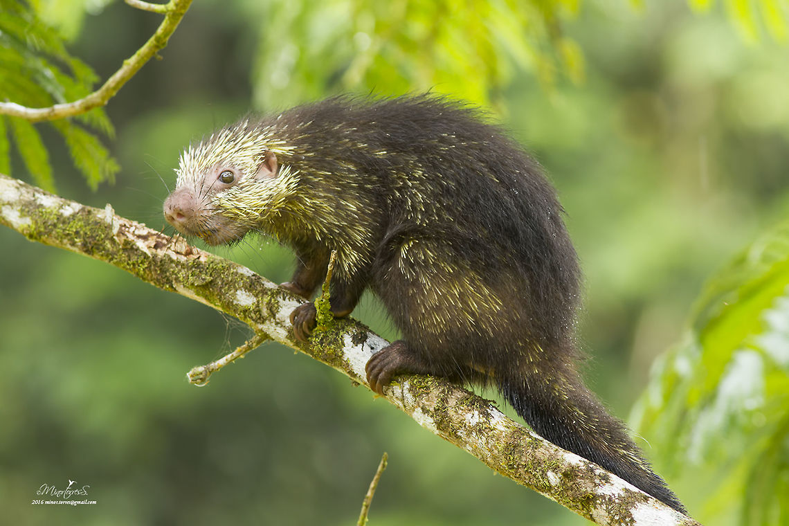 Sphiggurus mexicanus  Mexican hairy dwarf porcupine,Sphiggurus mexicanus