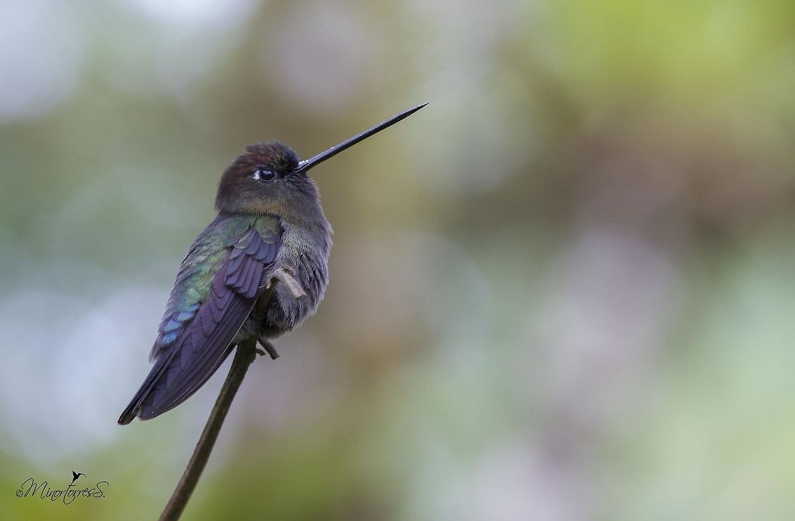 Doryfera ludoviciae  Doryfera ludovicae,Green-fronted lancebill
