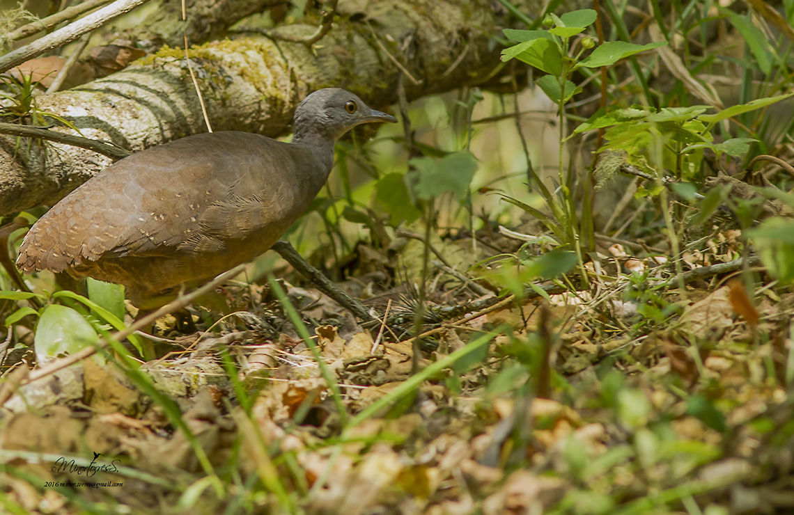 Crypturellus soui  Crypturellus soui,Little tinamou