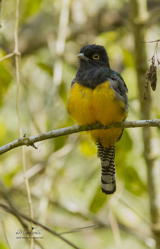 Trogon caligatus  Gartered trogon,Trogon caligatus