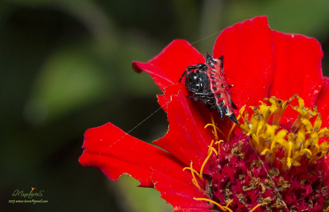 Gasteracantha cancriformis  Gasteracantha cancriformis