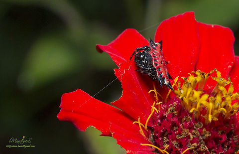 Gasteracantha cancriformis  Gasteracantha cancriformis