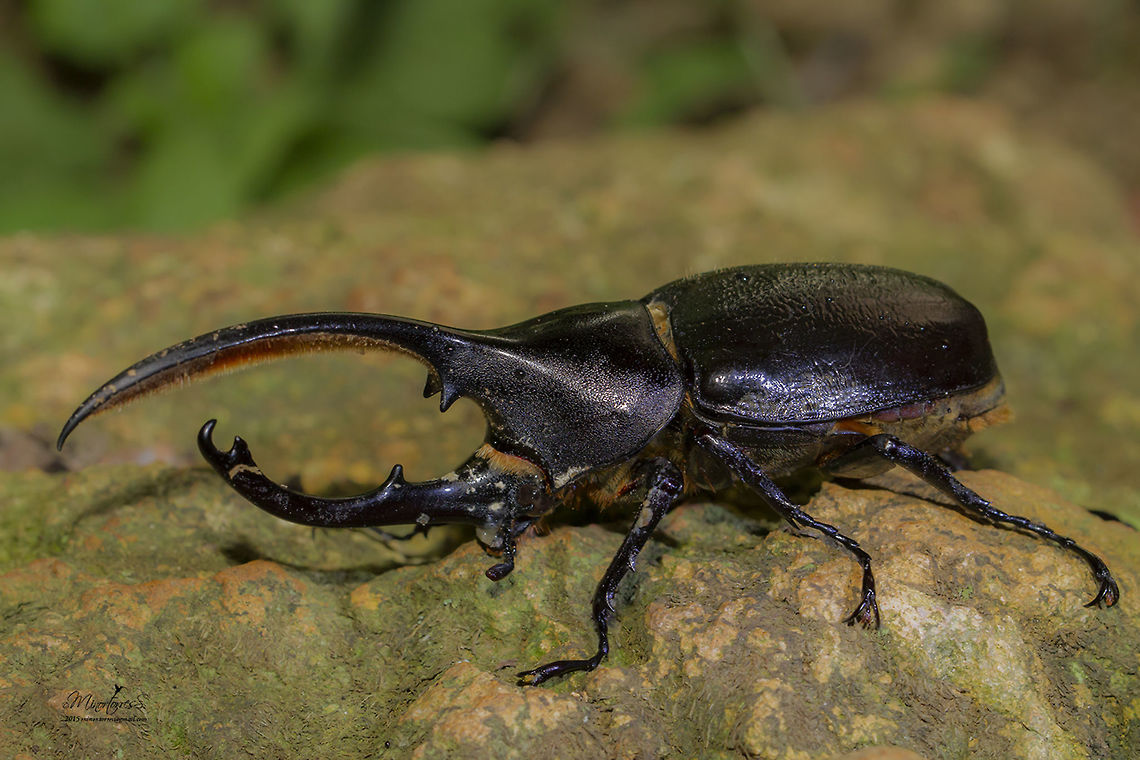 Dynastes hercules septentrionalis  Dynastes hercules,Hercules beetle
