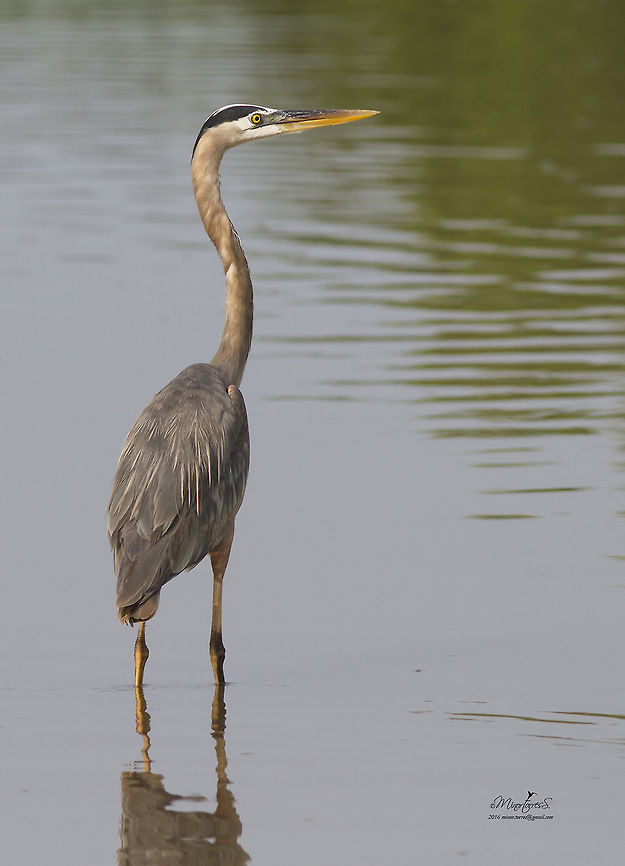 Ardea herodias  Ardea herodias,Great blue heron
