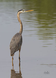 Ardea herodias  Ardea herodias,Great blue heron