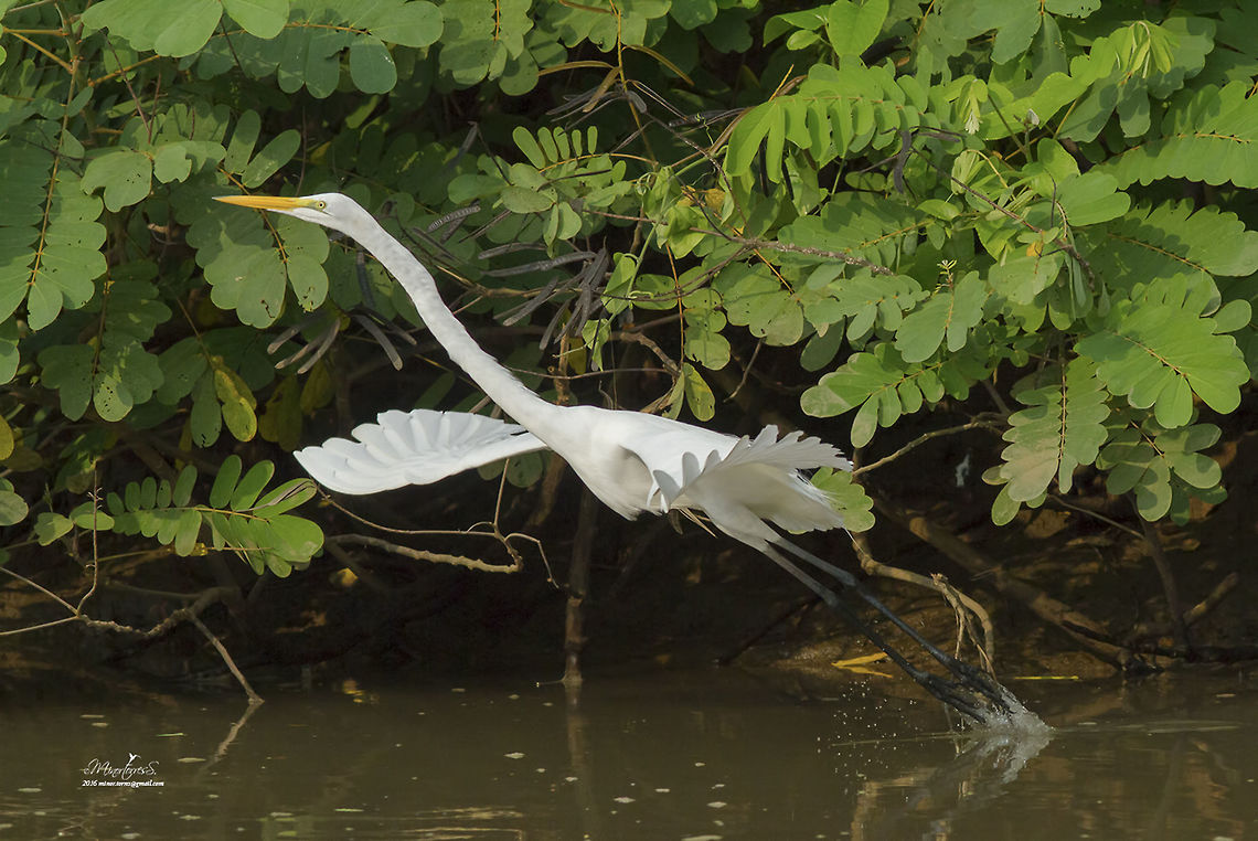 Ardea alba  Ardea alba,Great egret