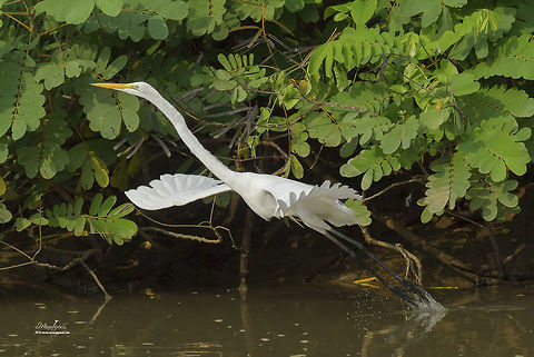 Ardea alba  Ardea alba,Great egret