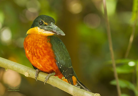 Chloroceryle inda  Chloroceryle inda,Green-and-rufous kingfisher
