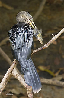 Anhinga anhinga  Anhinga,Anhinga anhinga