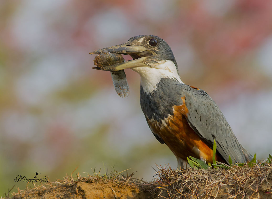 Megaceryle torquata  Megaceryle torquata,Ringed Kingfisher