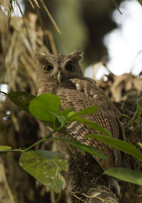 Megascops cooperi  Megascops cooperi,Pacific screech owl