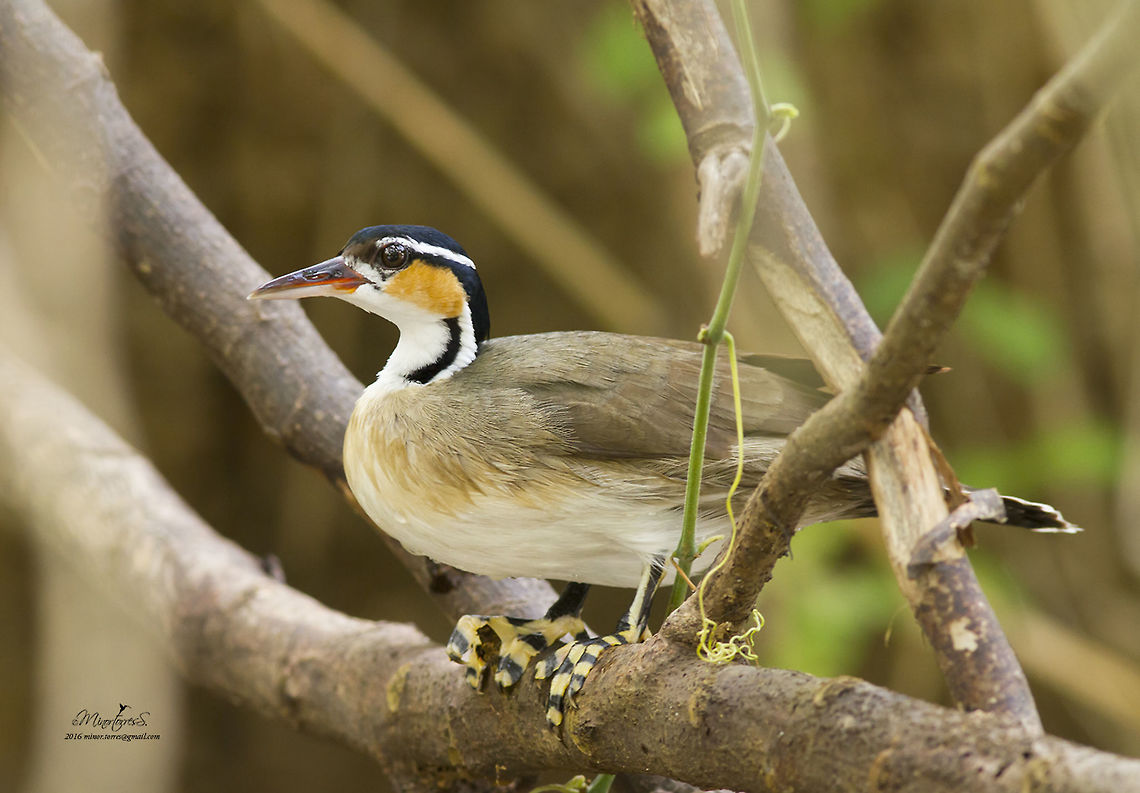 Heliornis fulica  Heliornis fulica,Sungrebe