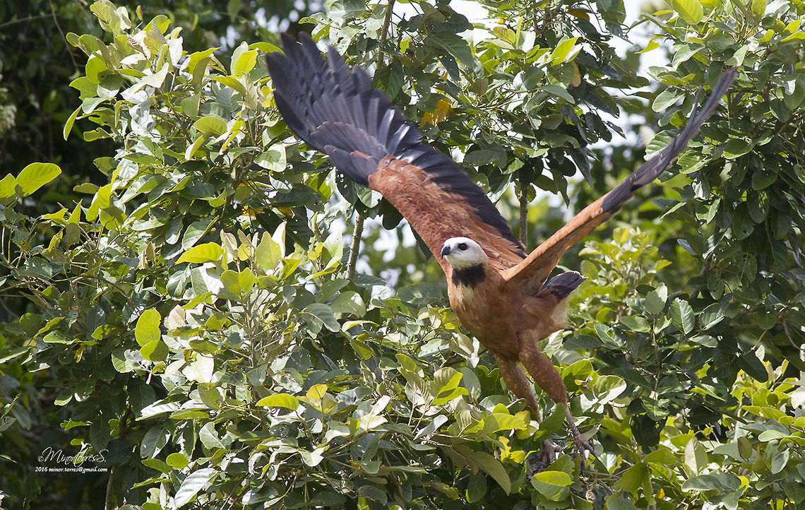 Busarellus nigricollis  Black collared hawk,Busarellus nigricollis