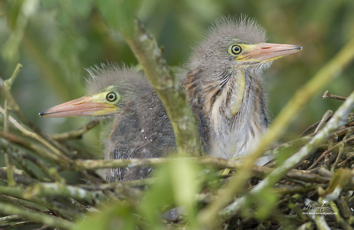 Butorides virescens  Butorides virescens,Green heron