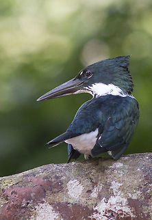Chloroceryle americana  Chloroceryle americana,Green Kingfisher