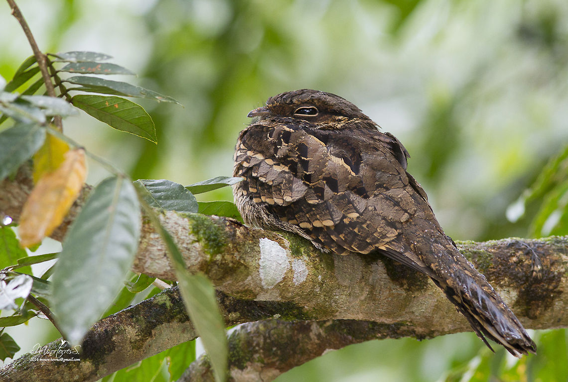 Nyctidromus albicollis  Nyctidromus albicollis,pauraque