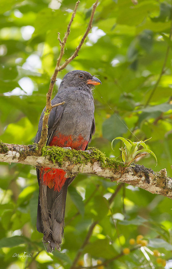 Trogon massena  Slaty-tailed Trogon,Trogon massena