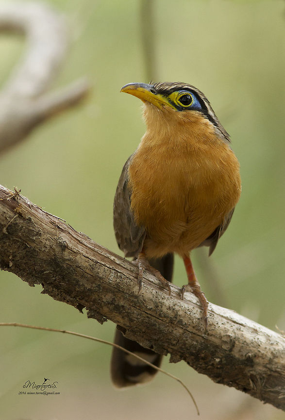 Morococcyx erythropygius  Lesser ground cuckoo,Morococcyx erythropygus