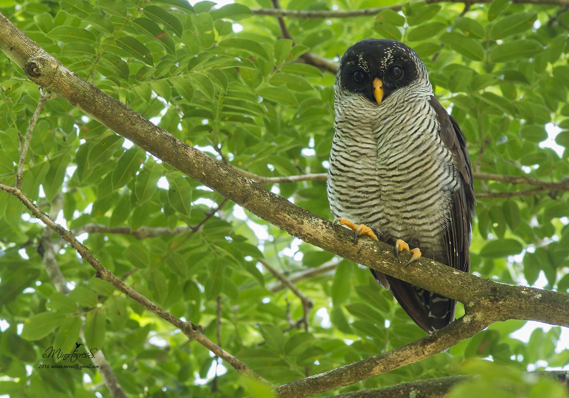 Ciccaba nigrolineata  Black-and-white owl,Strix nigrolineata