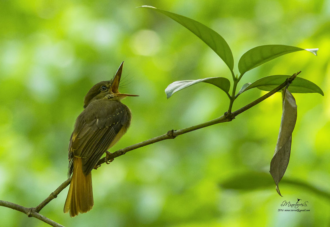 Onychorhynchus coronatus  Onychorhynchus coronatus,Royal flycatcher