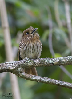 Malacoptila panamensis  Malacoptila panamensis,White-whiskered puffbird