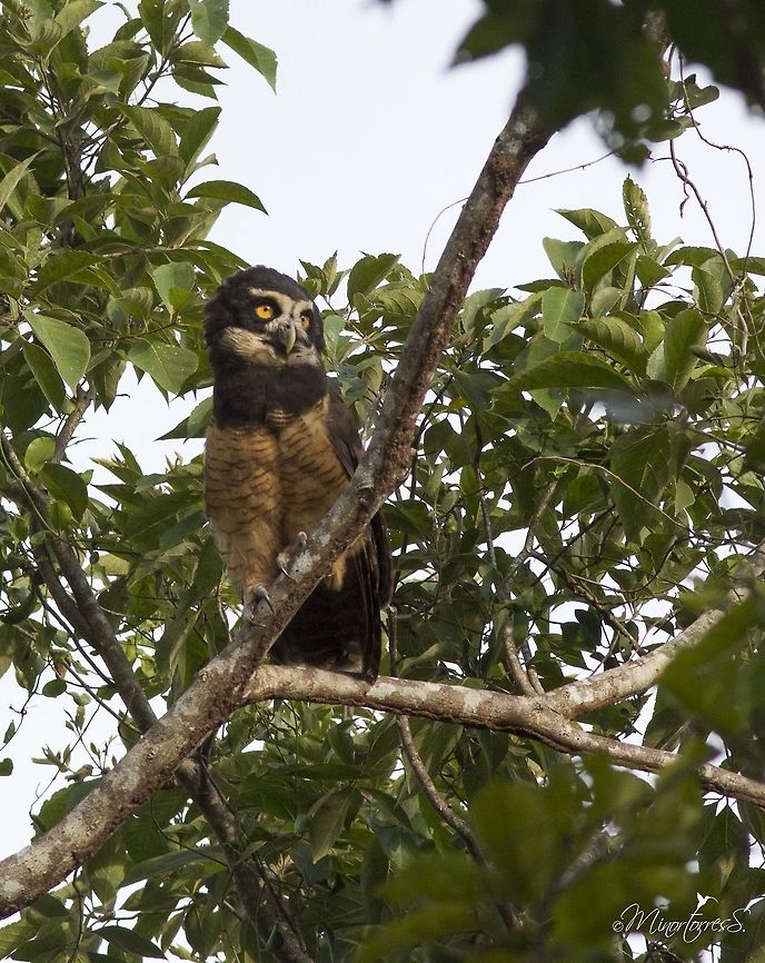Pulsatrix perspicillata  Pulsatrix perspicillata,Spectacled Owl