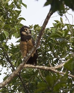 Pulsatrix perspicillata  Pulsatrix perspicillata,Spectacled Owl