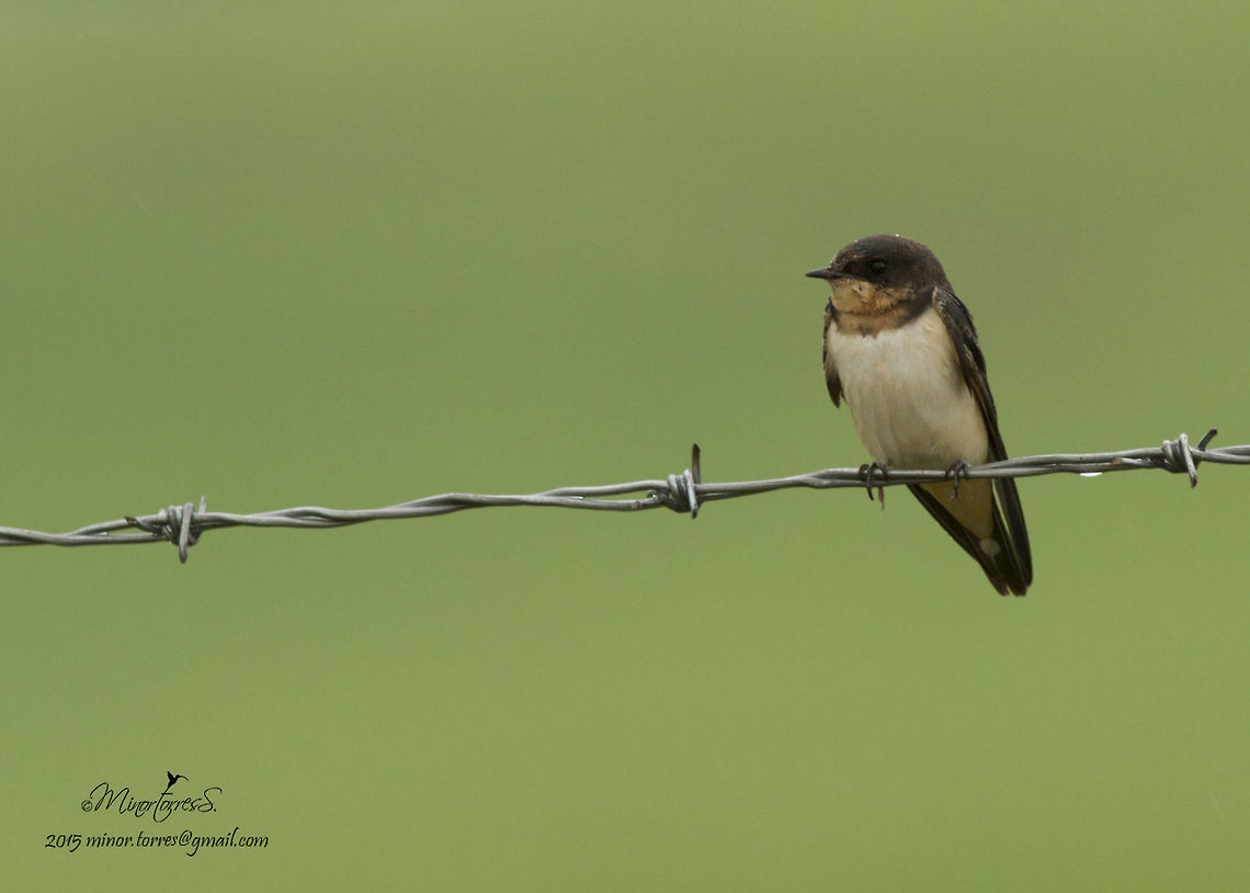 Stelgidopteryx ruficollis  Southern rough-winged swallow,Stelgidopteryx ruficollis