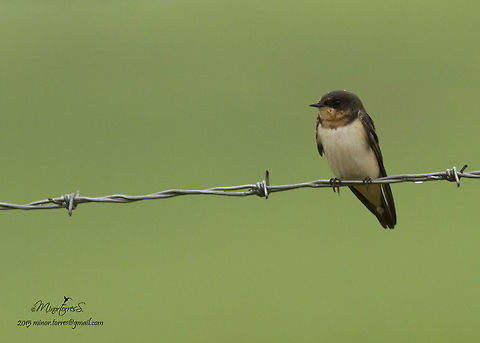 Stelgidopteryx ruficollis  Southern rough-winged swallow,Stelgidopteryx ruficollis