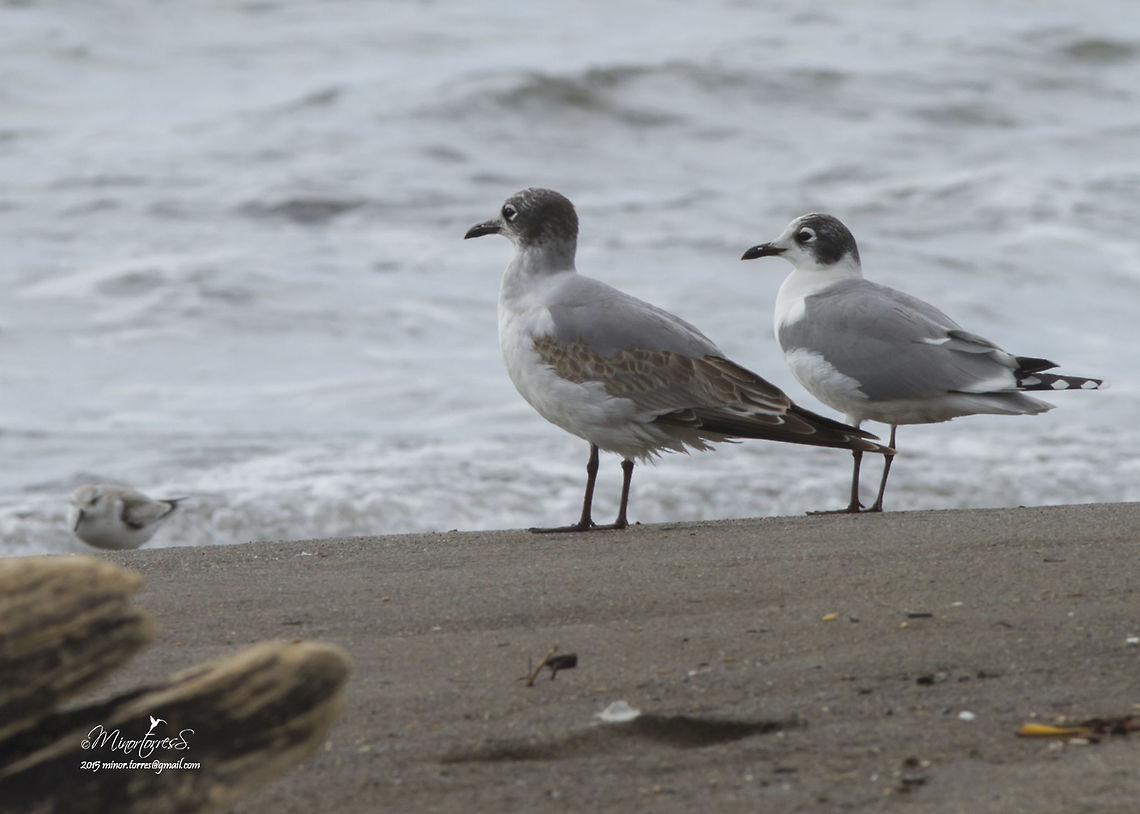 Larus pipixcan  Franklins gull,Leucophaeus pipixcan