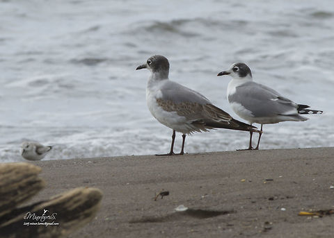 Larus pipixcan  Franklins gull,Leucophaeus pipixcan