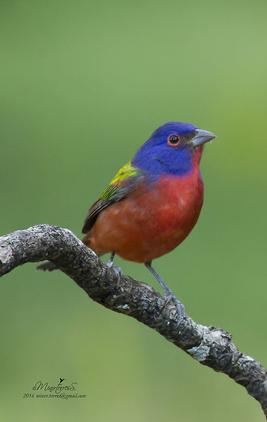 Passerina ciris  Painted Bunting,Passerina ciris