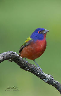 Passerina ciris  Painted Bunting,Passerina ciris