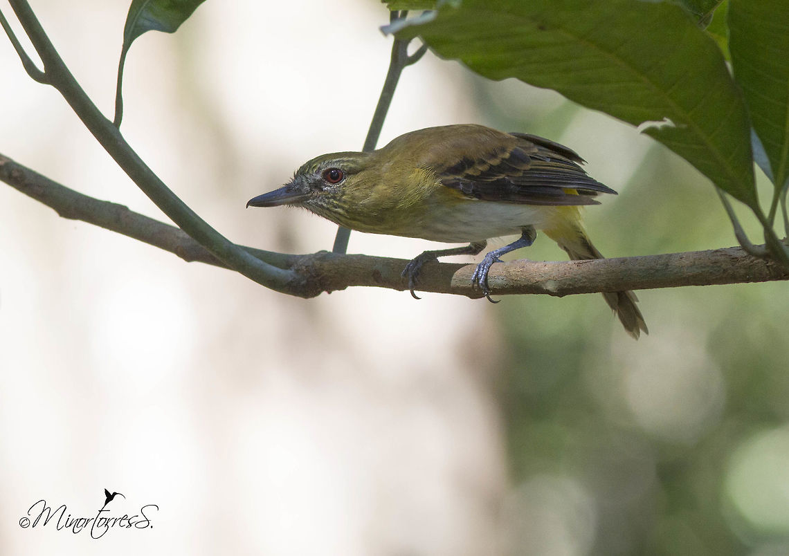 Attila Spadiceus  Attila spadiceus,Bright-rumped attila