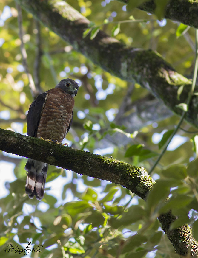 Harpagus bidentatus  Double-toothed kite,Harpagus bidentatus